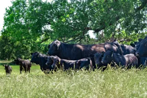 Flower Mound, TX 75022
