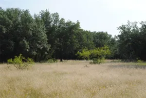 Comanche, TX 76442