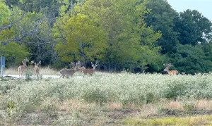 Scurry, TX 75158