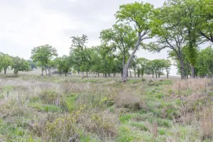 Ovalo, TX 79541