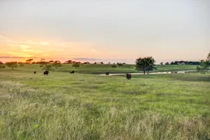 Ennis, TX 75119