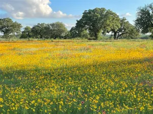 Gorman, TX 76454