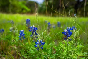 Fairy, TX 76457