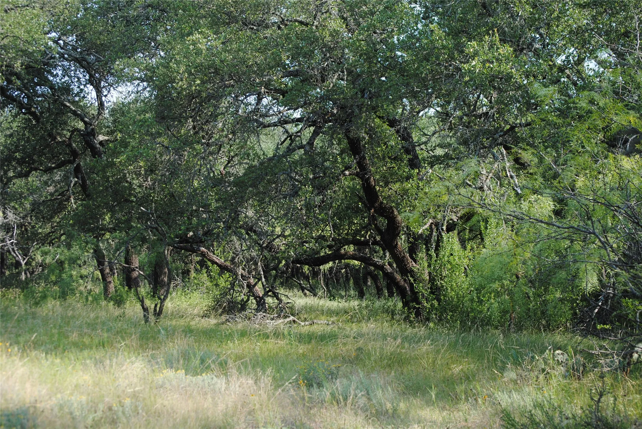 Comanche, TX 76442