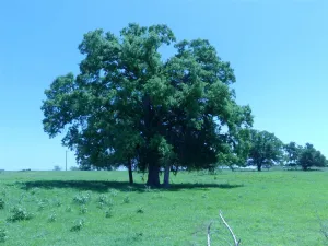 Forestburg, TX 76239