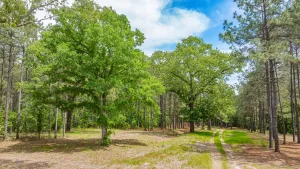 Linden, TX 75563