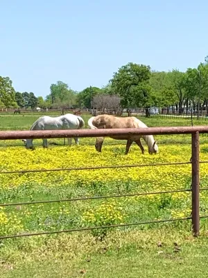 Pilot Point, TX 76258