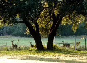 Bluff Dale, TX 76433