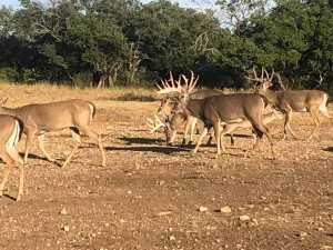 Rochelle, TX 76872