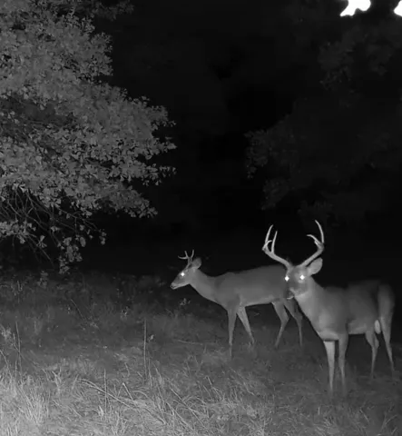 Itasca, TX 76055