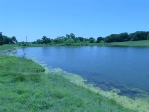 Forestburg, TX 76239