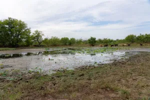 Wills Point, TX 75169