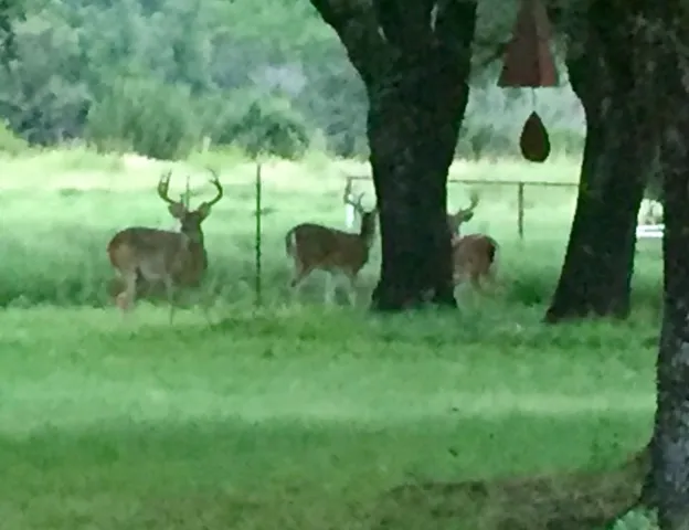 Bluff Dale, TX 76433