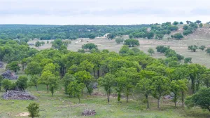 Ovalo, TX 79541