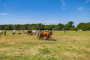 Greenville, TX 75401