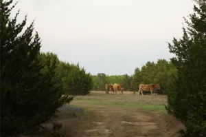 Cedar Hill, TX 75104