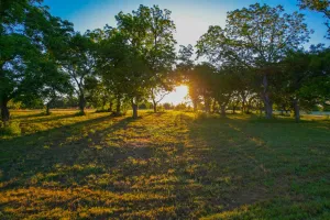 Dodd City, TX 75438