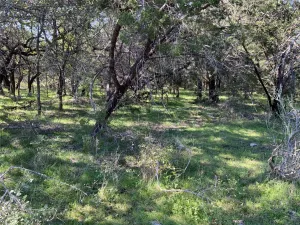 Carlton, TX 76436