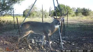 Carlton, TX 76436