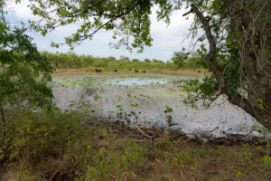 Wills Point, TX 75169