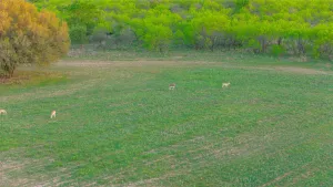 Comanche, TX 76442
