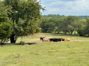 Van Alstyne, TX 75495