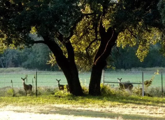 Bluff Dale, TX 76433