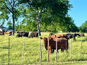 Lake Creek, TX 75450