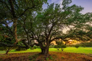 Fairy, TX 76457
