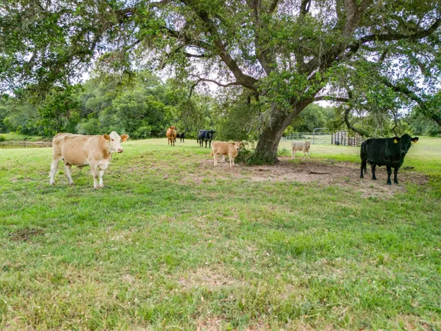 Eagle Lake, TX 77434
