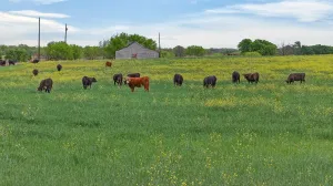 Granbury, TX 76049