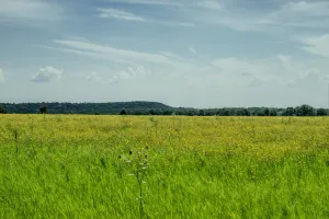 Henrietta, TX 76230