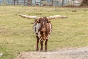Franklin, TX 77856