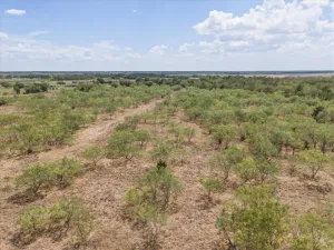 Terrell, TX 75160