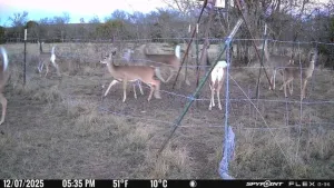 Carlton, TX 76436