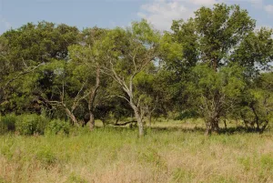 Comanche, TX 76442